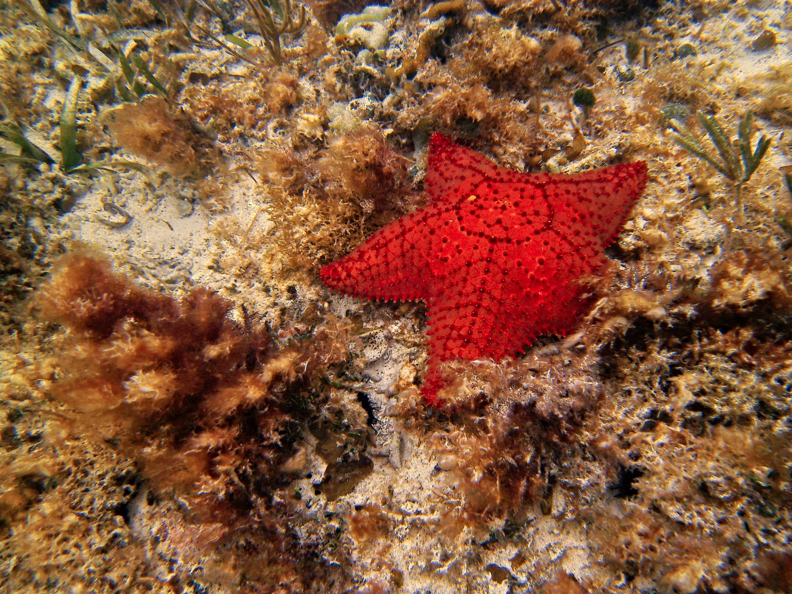 A red cushion sea star on a rock with algae and seagrass. PC: Phil_s 1stPix