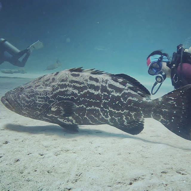 Most of the dives I do are working with corals, but when I can dive for fun I try to learn from other sea creatures, like this nice and friendly black grouper. PC: Sara Morales