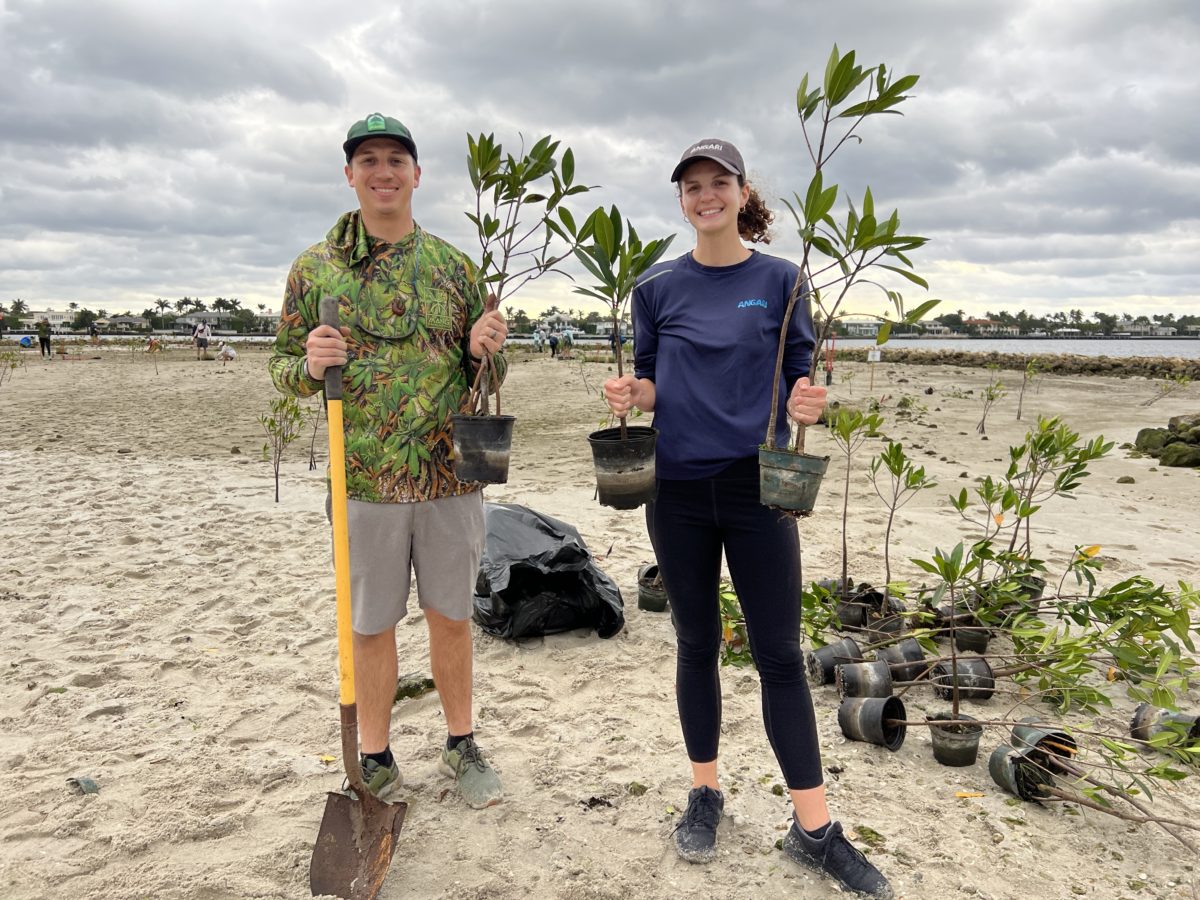 ANGARI and MANG Mangrove Planting at Tarpon Cove Palm Beach County