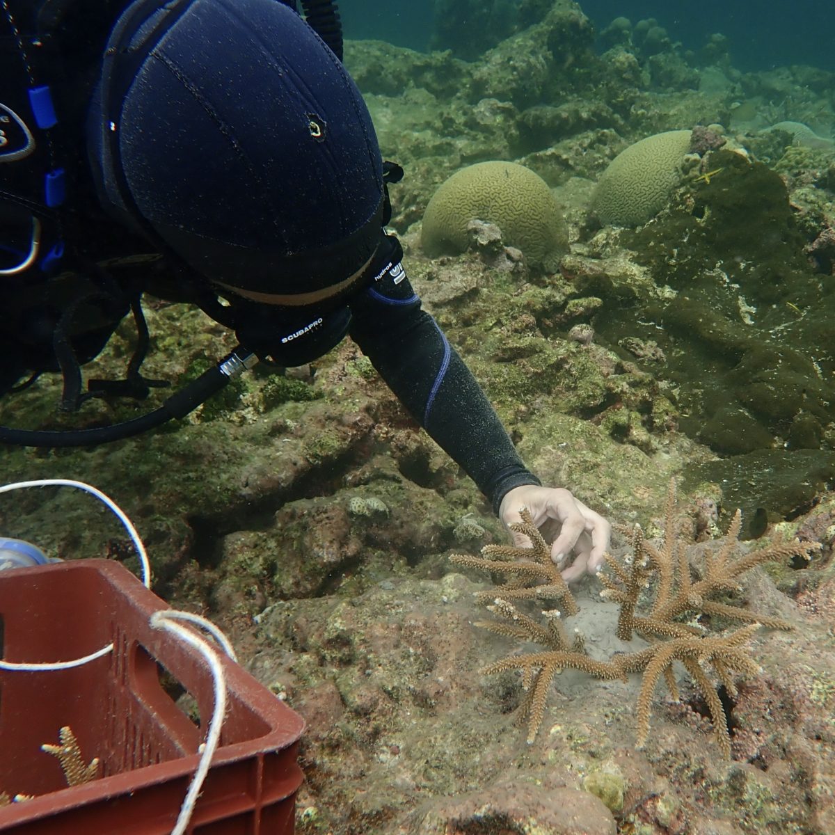 Outplanting corals is one of the most important parts of any coral restoration project. PC: Felipe Muñoz