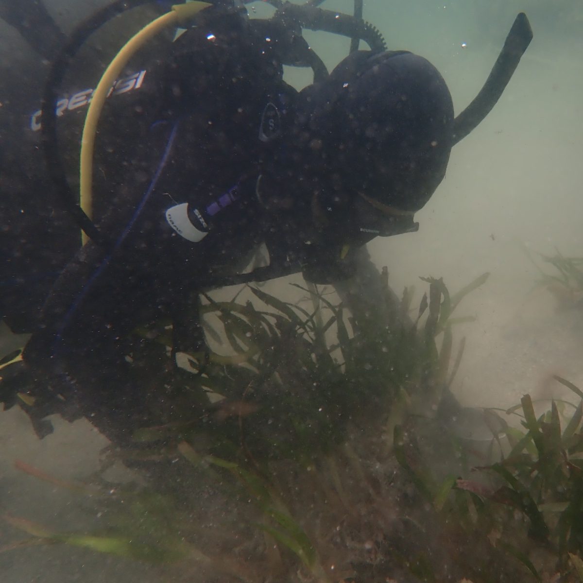 Although I work mostly on coral reefs, sometimes I do work on different coastal marine ecosystems such as seagrass beds. PC: Carlos Muñoz