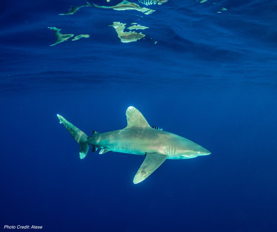 Oceanic Whitetip Shark Carcharhinus Longimanus ANGARI Foundation