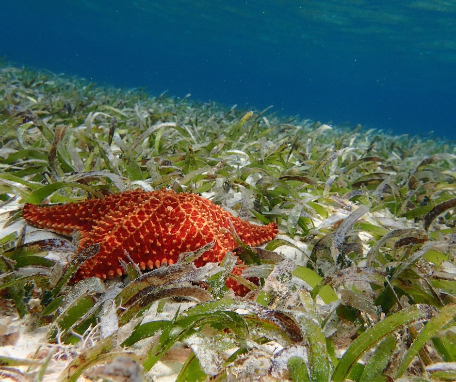 Red cushion sea star on a seagrass bed. PC: Paula Jones