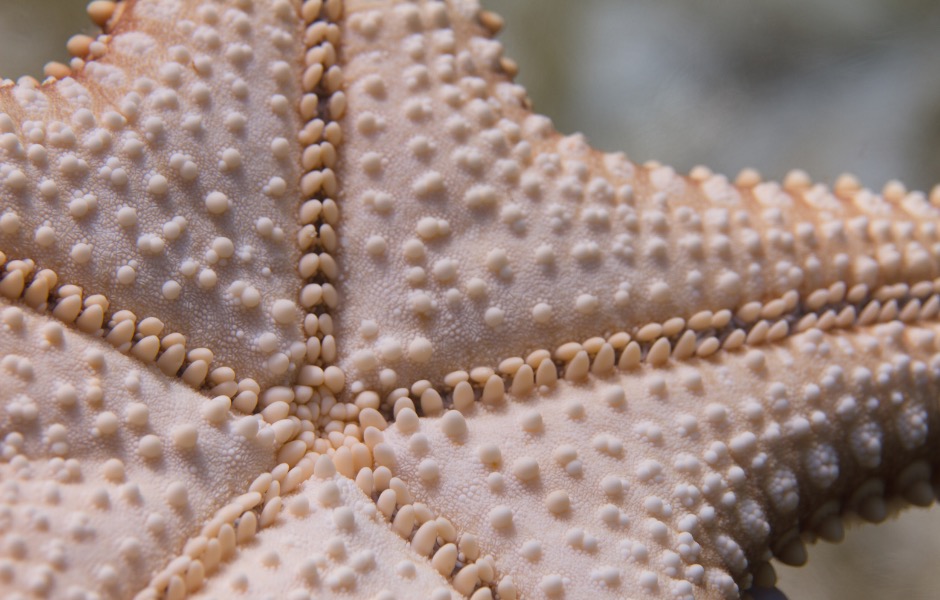 Underside of a red cushion sea star. PC: pclark2
