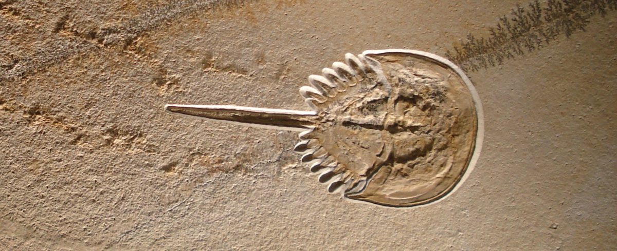 Atlantic horseshoe crab fossil. PC: Ghedoghedo