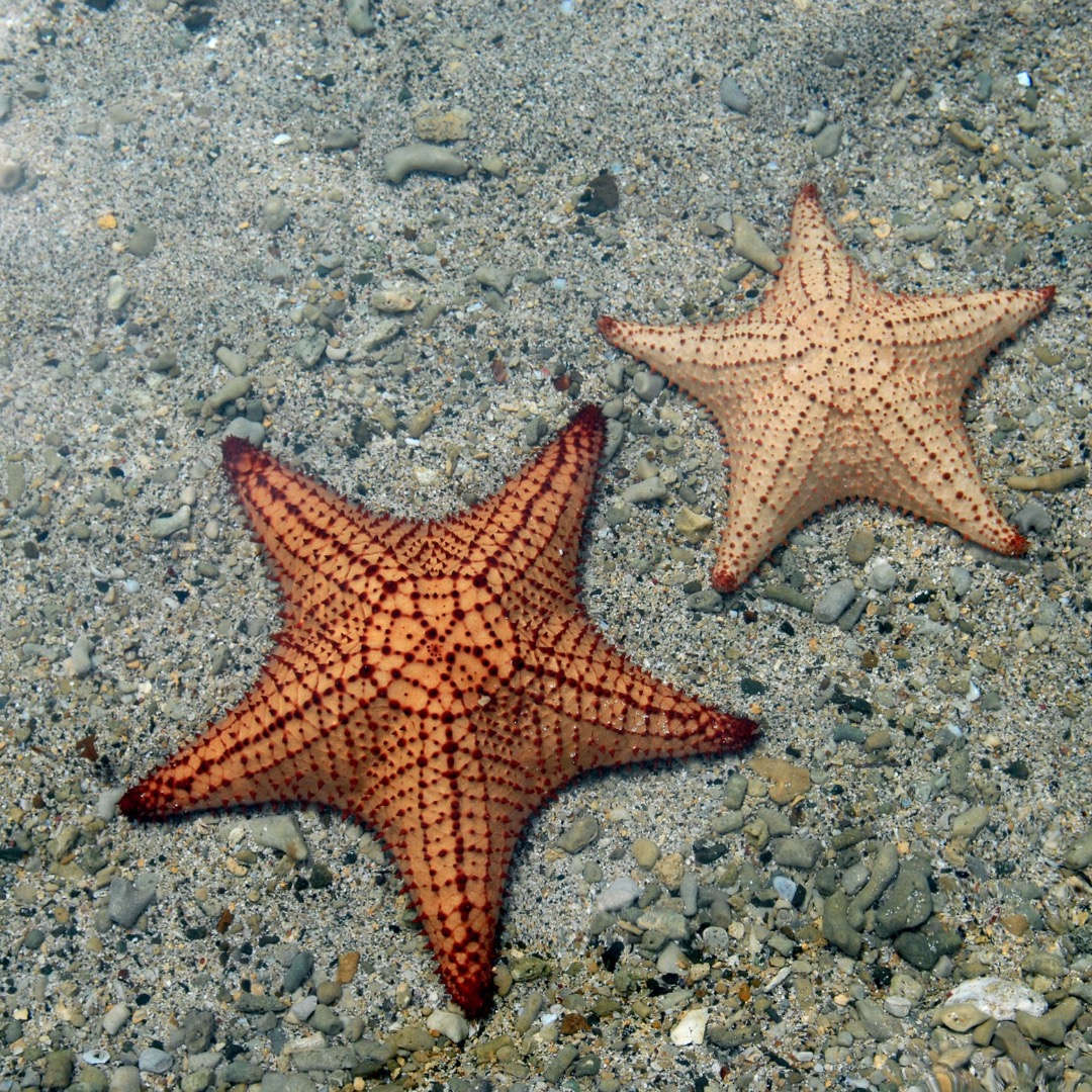 Two red cushion sea stars on a sandy seabed. PC: Bluepompano