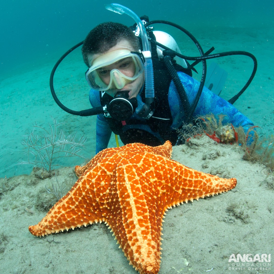 A diver observing a red cushion sea star.