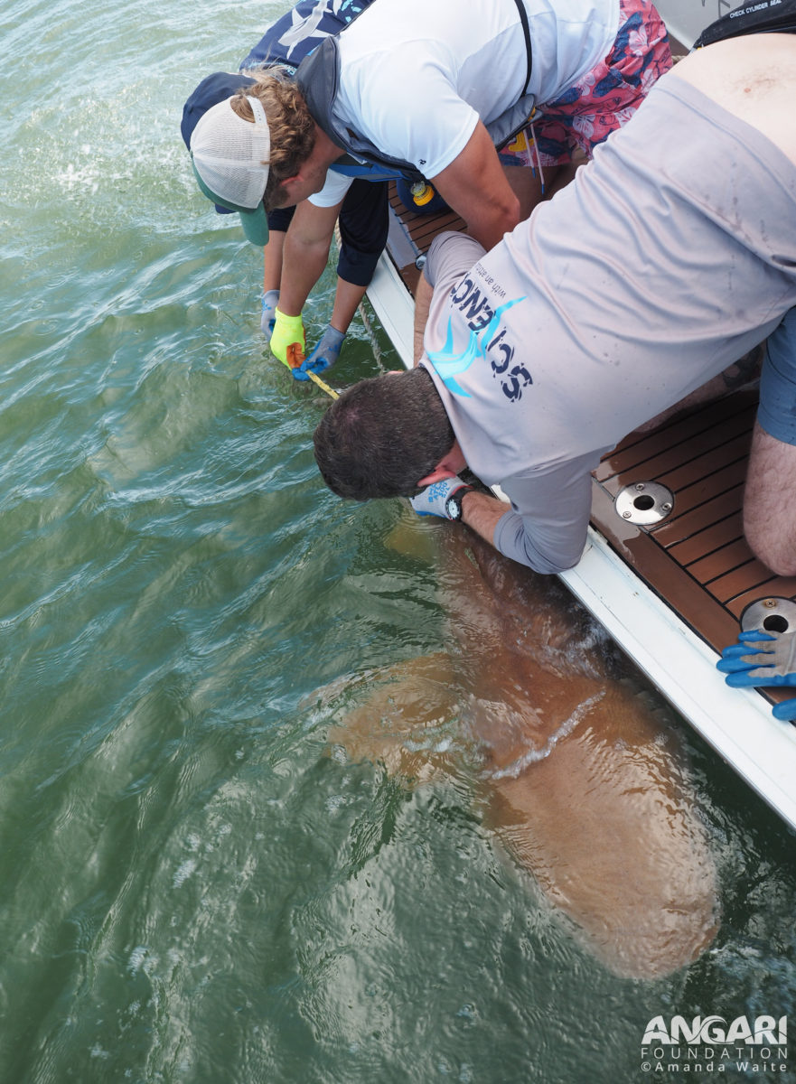 EXP 59: A nurse shark is secured next to R/V ANGARI's stern as Oxbridge Academy students take turns measuring and collecting samples. PC: Amanda Waite