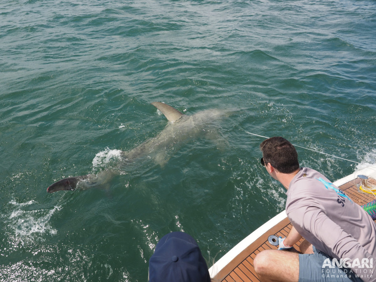 EXP 59: FIU scientists hand reel the great hammerhead shark towards the boat for a quick workup. This shark was nearly 12 feet long! PC: Amanda Waite