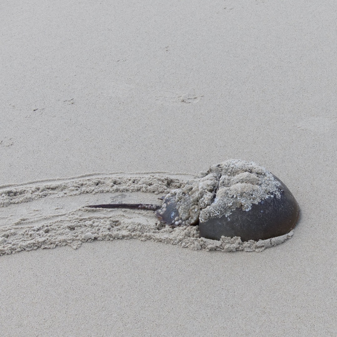 Atlantic horseshoe crab moving on a beach. PC: Valerie Diver