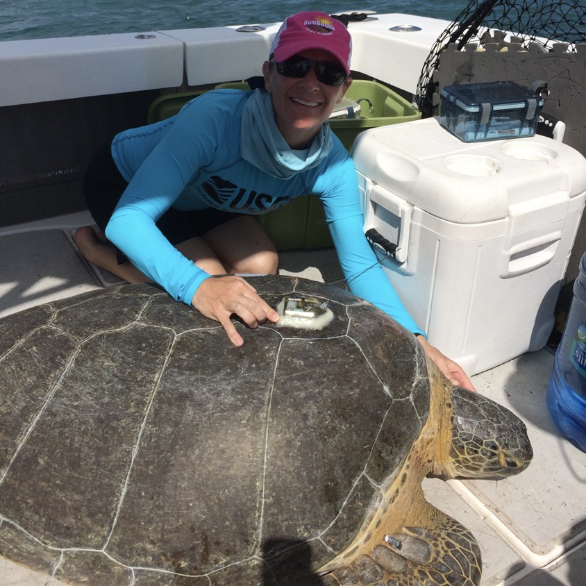 I have just finished a satellite tag application to an adult green sea turtle prior to release. PC: USGS.