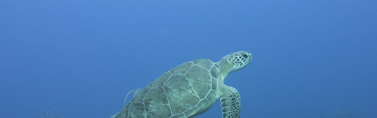 Green sea turtle swimming. PC: Valeria Pizarro