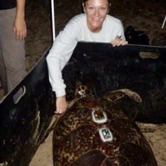 A nesting hawksbill sea turtle with a satellite tag and accelerometer at Buck Island National Monument, St. Croix, USVI. PC: Andrew Crowder. Permit: BUIS-2014-SCI-0019.