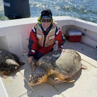 An adult male loggerhead sea turtle with a satellite tag in Biscayne National Park. PC: Andrew Crowder. Permits: BISC-2020-SCI-0007, MTP-176, NMFS # 20315-01.