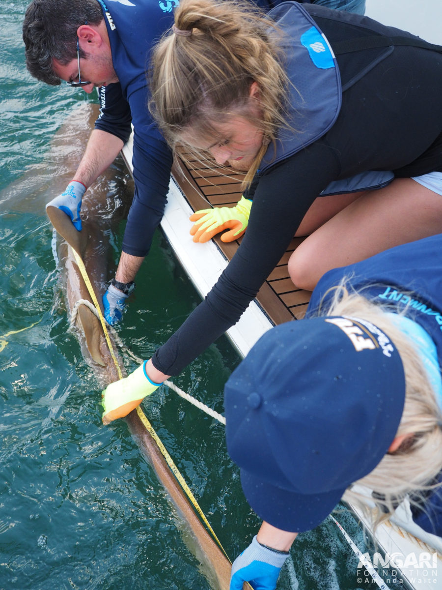 EXP 60: A student helps take several measurements on the nurse shark. PC: Amanda Waite