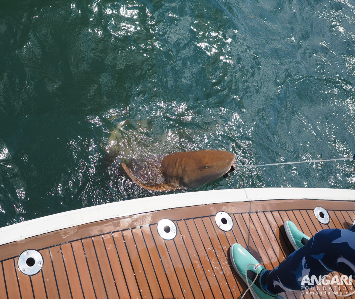 EXP 60: We got a nurse shark! FIU scientists will secure the shark off the stern for a quick workup. PC: Amanda Waite