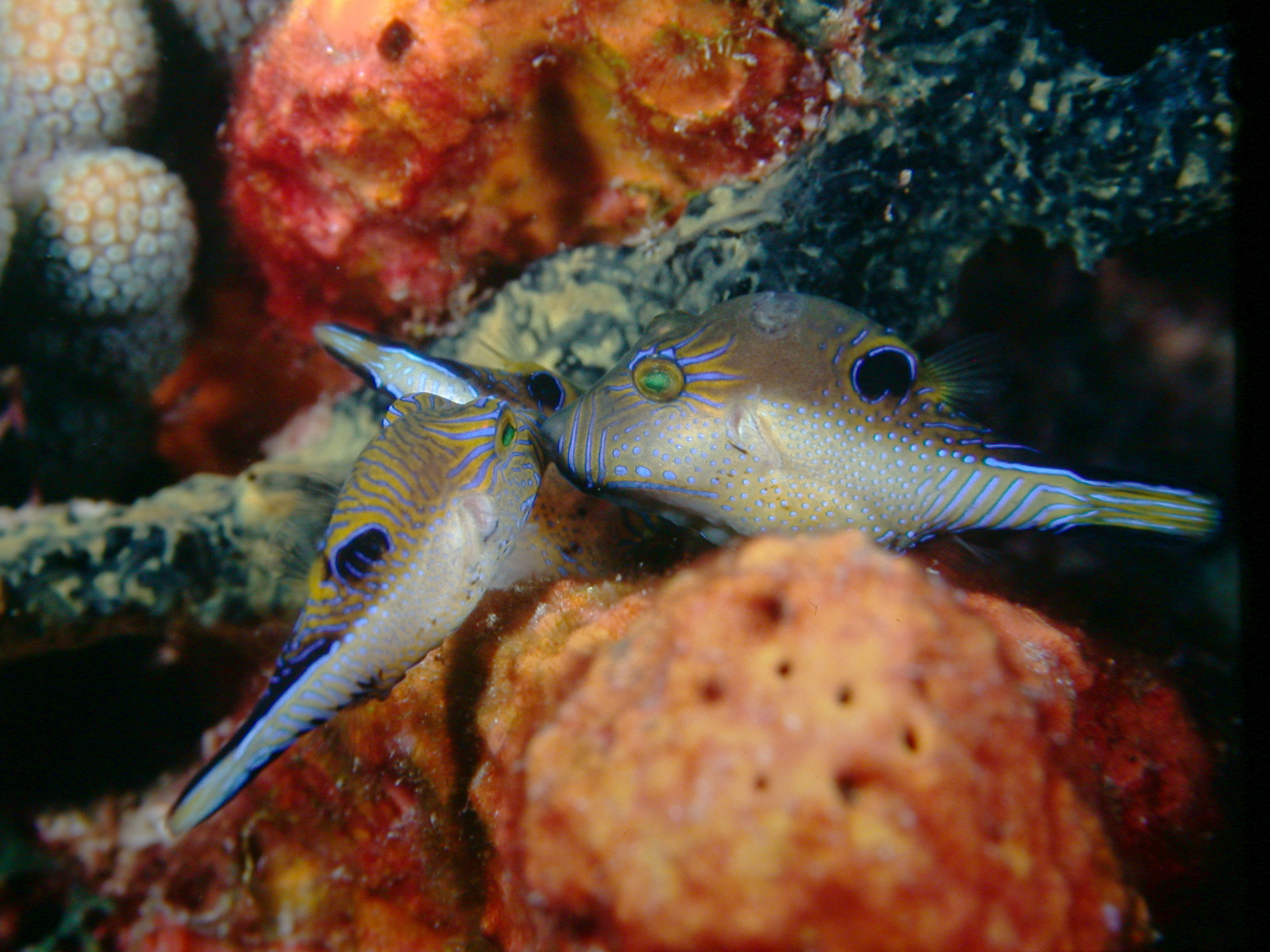 Two Caribbean sharp-nose puffers on a reef.