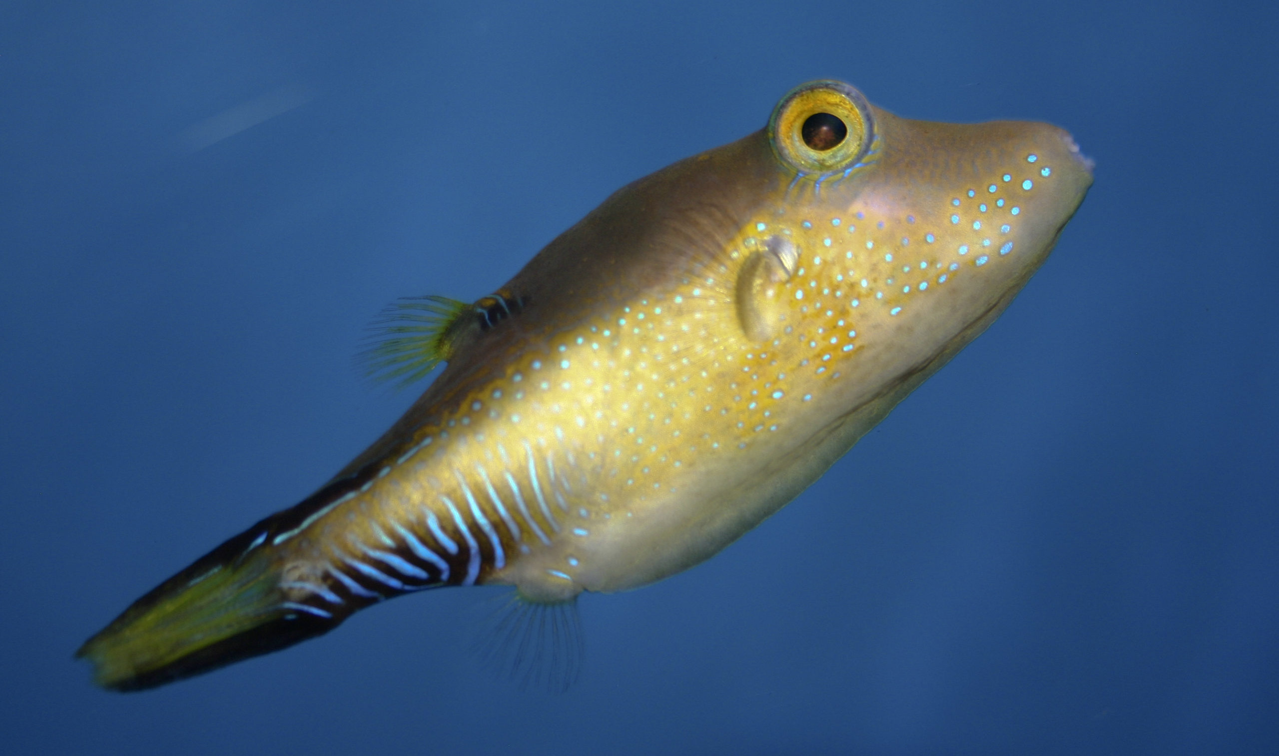 Caribbean sharp-nose puffer swimming in open water.