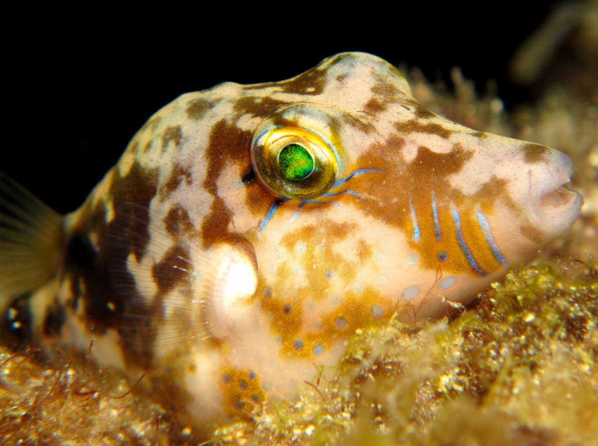 Caribbean sharp-nose puffer showing mottled coloring.