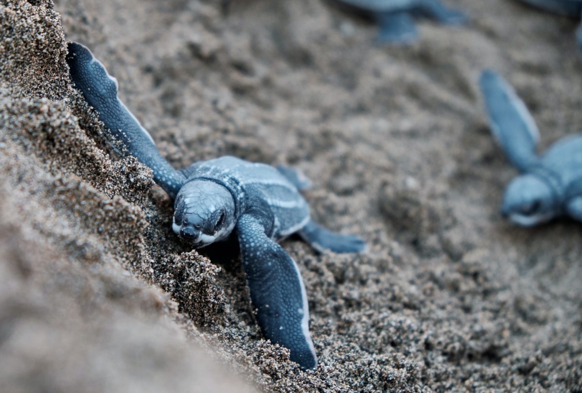 Leatherback sea turtle hatchling. PC: Jolo Diaz