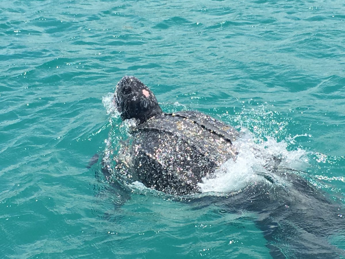 Leatherback sea turtle taking a breath. PC - Juanita North