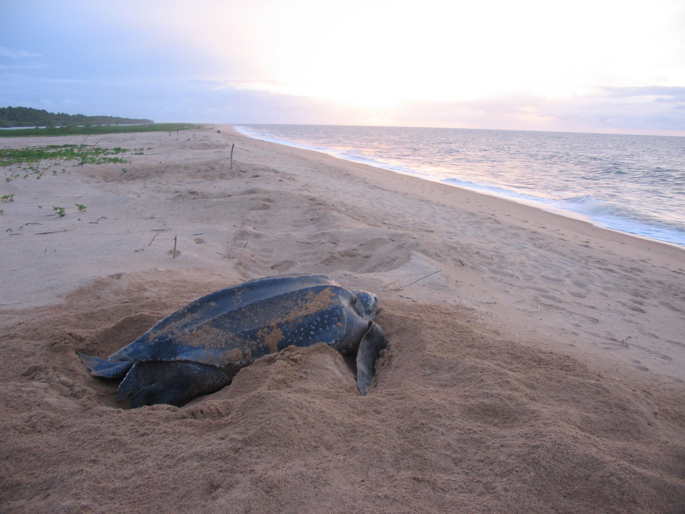 Leatherback sea turtle nesting. PC - JuliasTravels