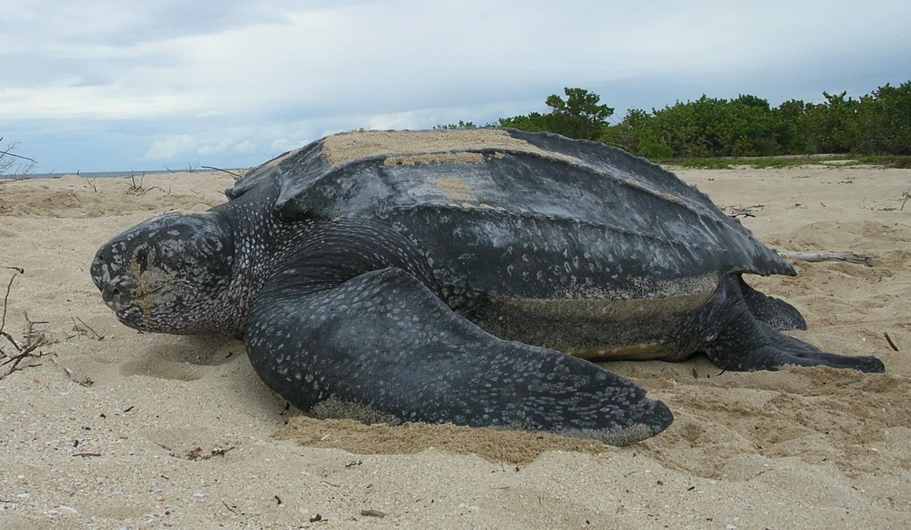 Large leatherback sea turtle on a beach. PC - U.S. Fish and Wildlife Service Southeast Region