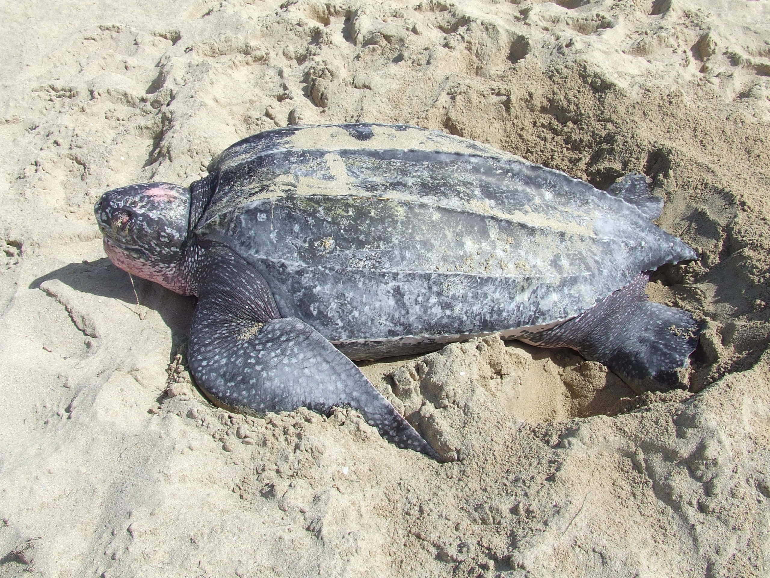 Leatherback sea turtle digging a body pit. PC: U.S. Fish and Wildlife Service Southeast Region
