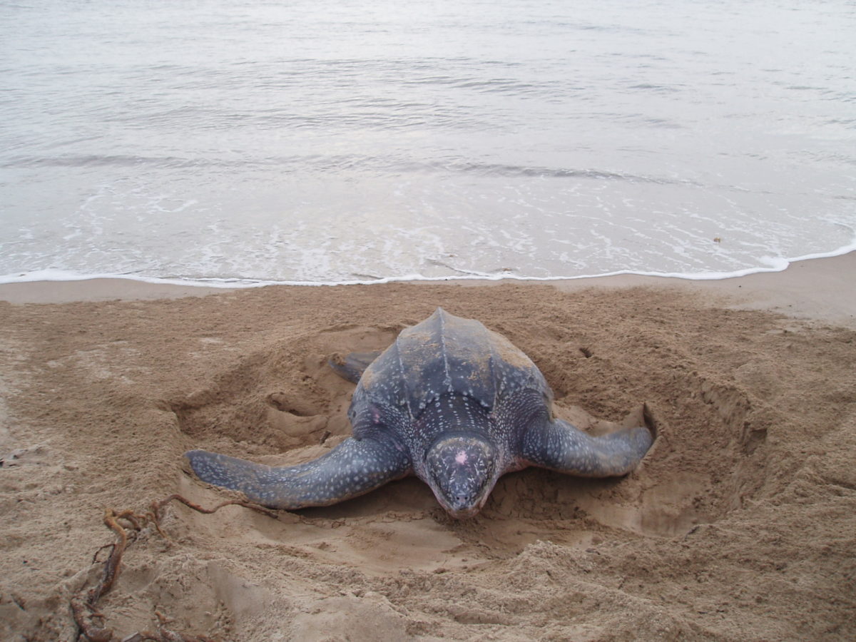 Leatherback sea turtle coming to the beach to nest. PC - rustinpc