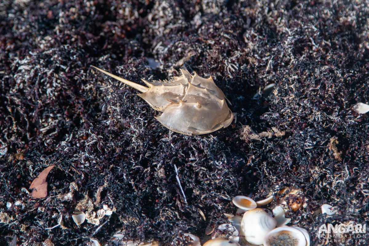 Atlantic Horseshoe Crab Washed Up On A Beach.