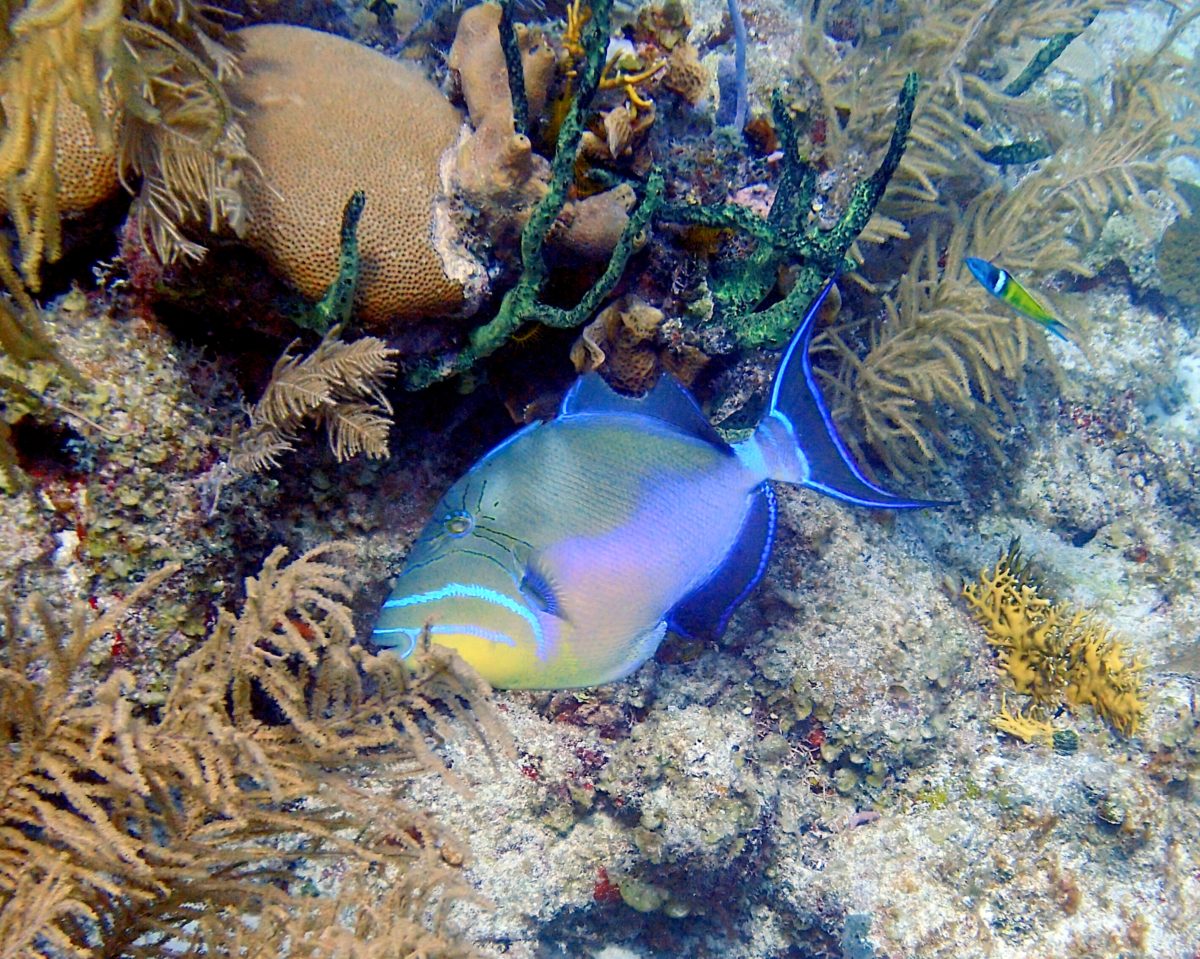 Queen triggerfish getting protection from caves. PC: Adam
