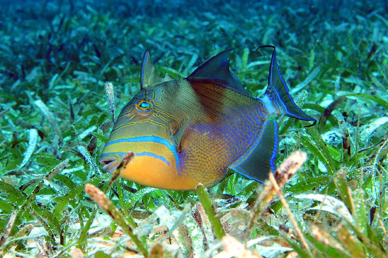 Queen triggerfish in seagrass. PC: Kevin Bryant