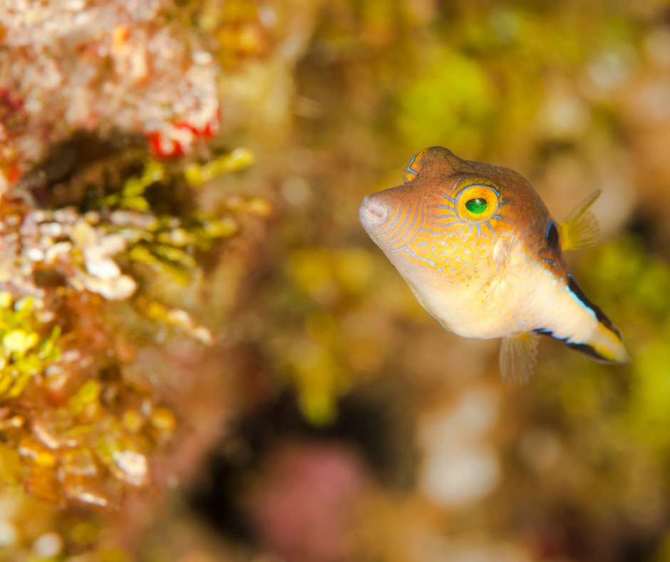 Caribbean sharp-nose puffer swimming by a coral reef.
