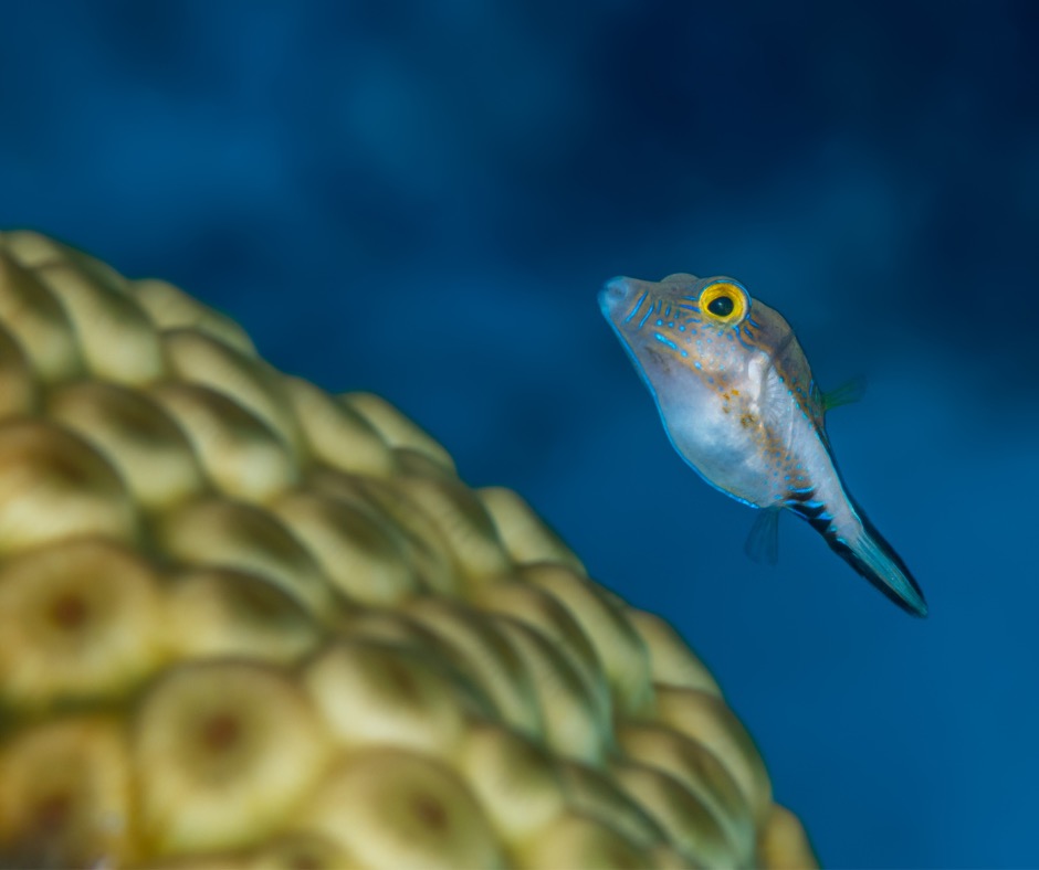 Caribbean sharp-nose puffer swimming over coral.