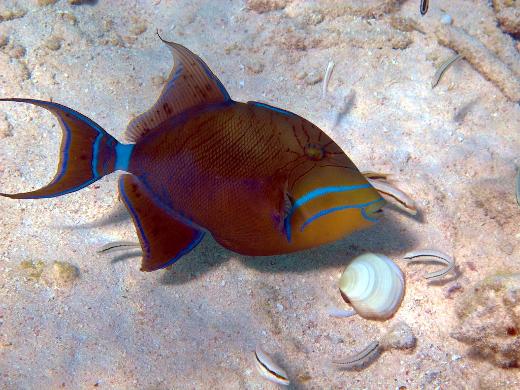 Solitary queen triggerfish on sea floor. PC: lowjumpingfrog_1