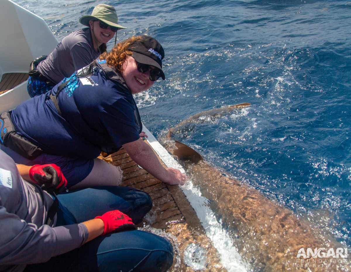 Laura helping out with a nurse shark during COE program aboard r/v ANGARI.