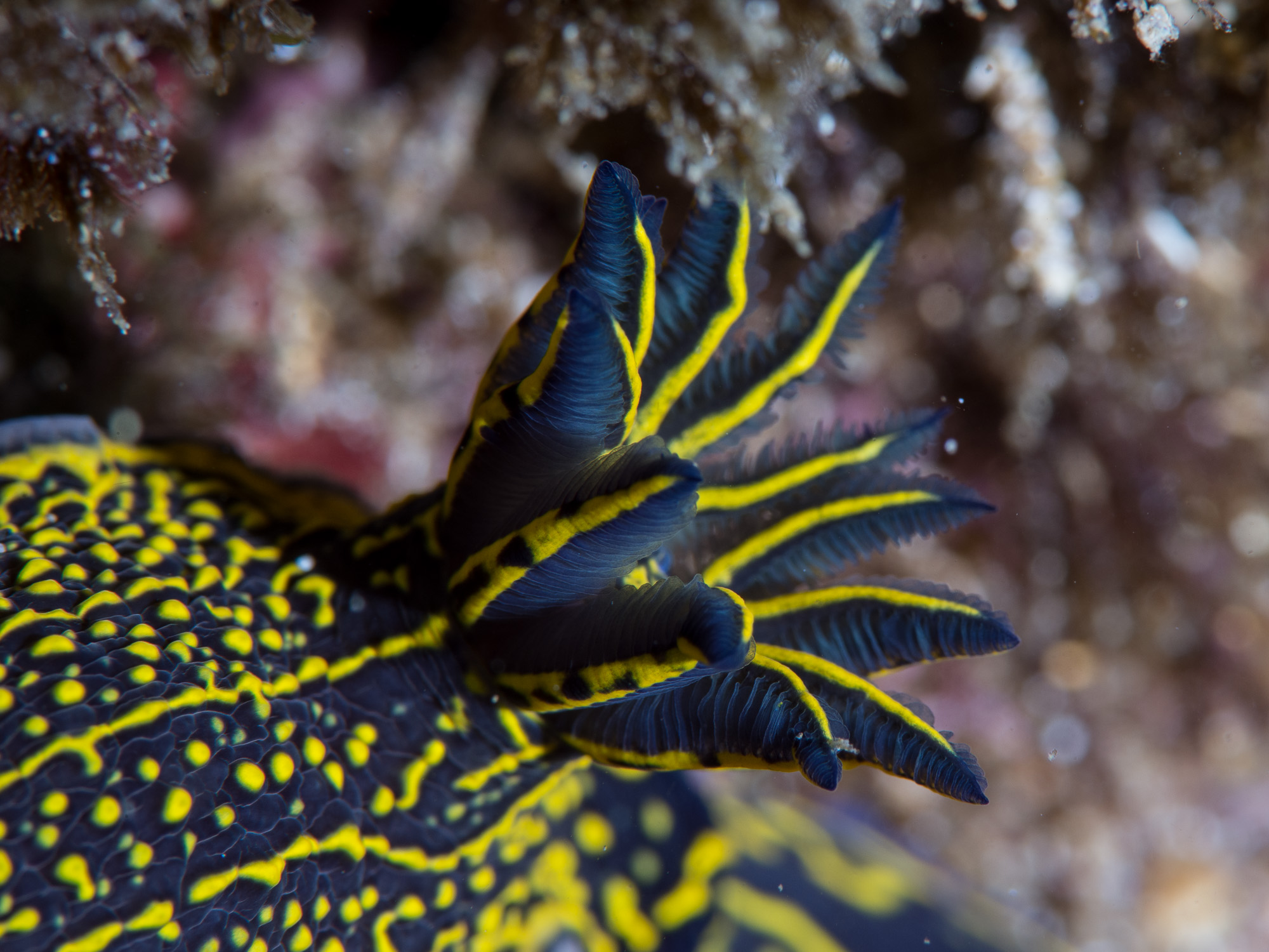 Regal sea goddess nudibranch gills. PC: Bernard Picton