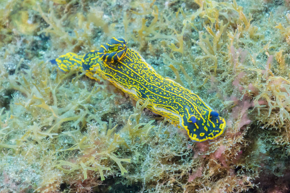 Regal sea goddess nudibranch. PC: Diego Delso