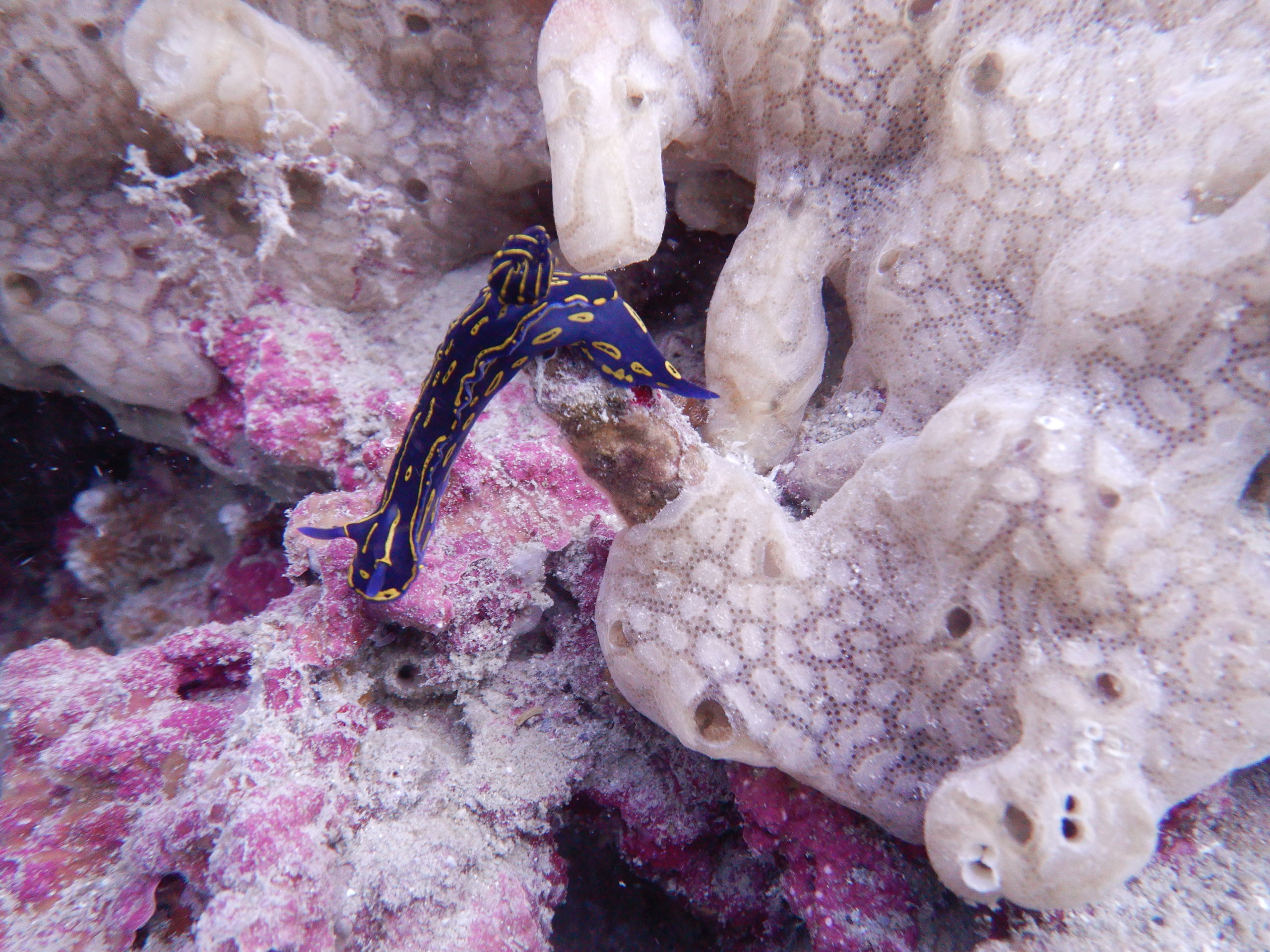 Regal sea goddess nudibranch. PC: FWC Fish and Wildlife Research Institute