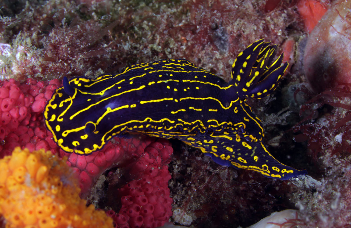 Regal sea goddess nudibranch. PC: Greg McFall