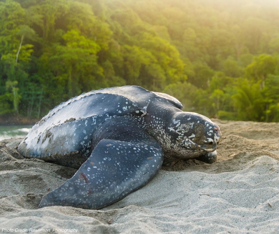 Leatherback sea turtle on a beach nesting. PC - Rawlinson_Photography