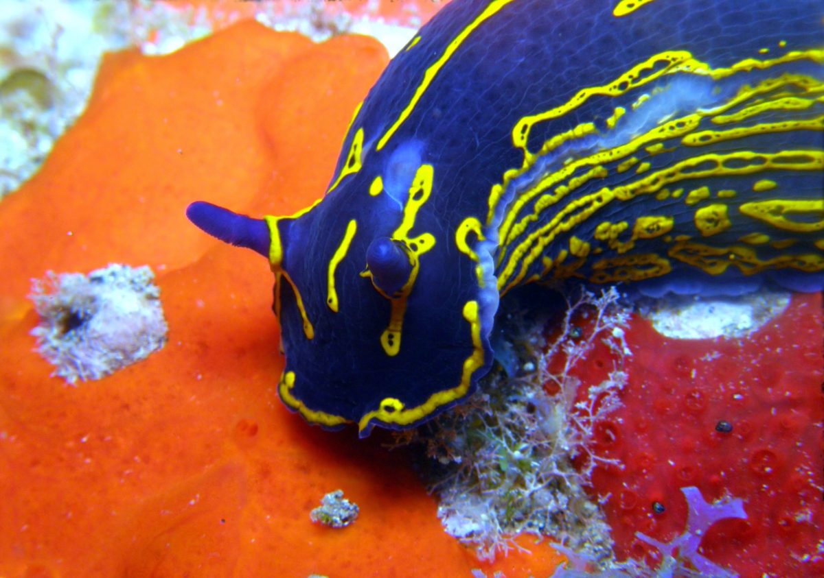 Regal sea goddess nudibranch. PC: sergiogoro