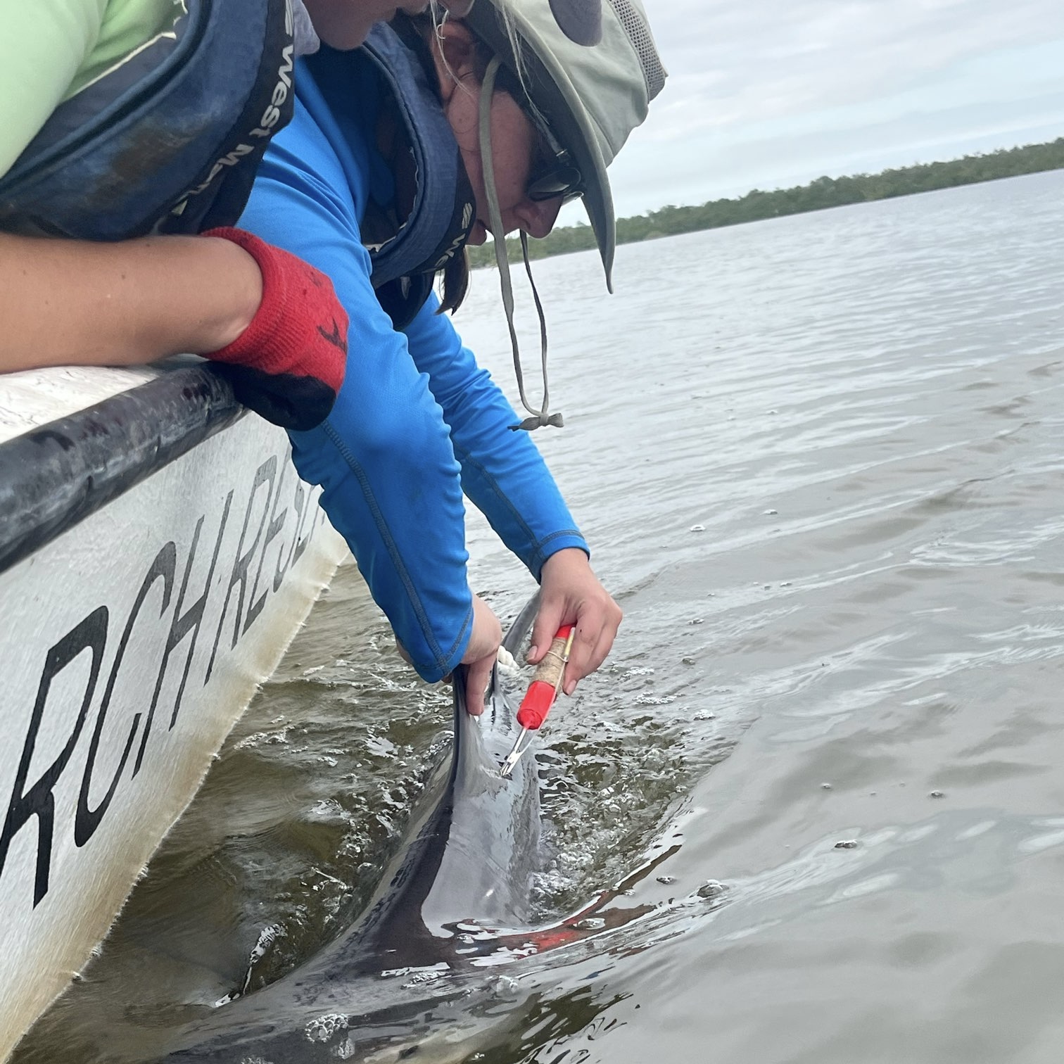 Tagging a juvenile bull shark in the Ten Thousand Islands, FL. PC: Erin Johnson