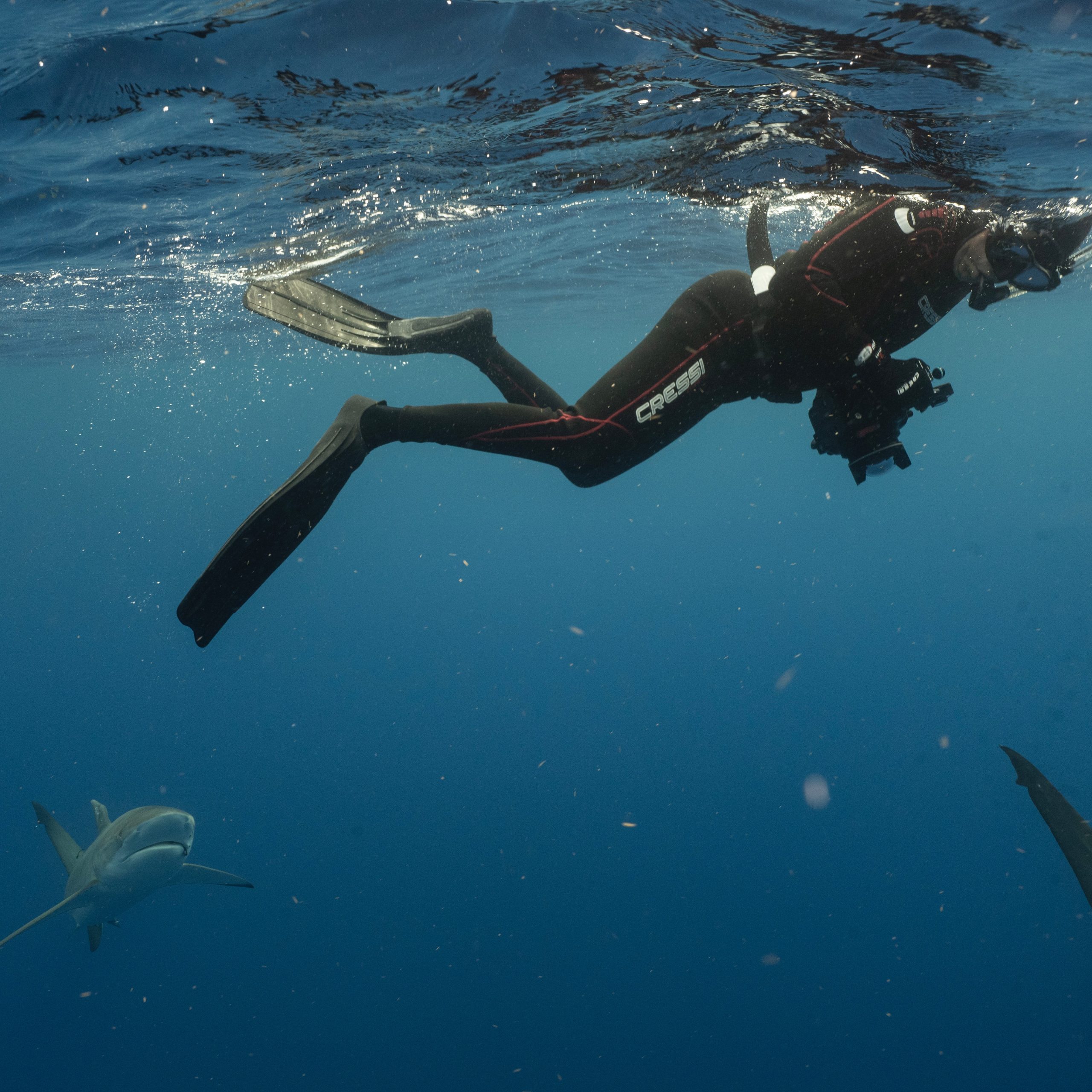 I enjoy freediving with silky sharks on Atlantic Shark Expeditions. PC: Diana Dowd
