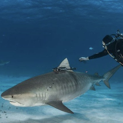 Here I am attaching a fin-mounted camera on a tiger shark in The Bahamas. PC: Brian Skerry