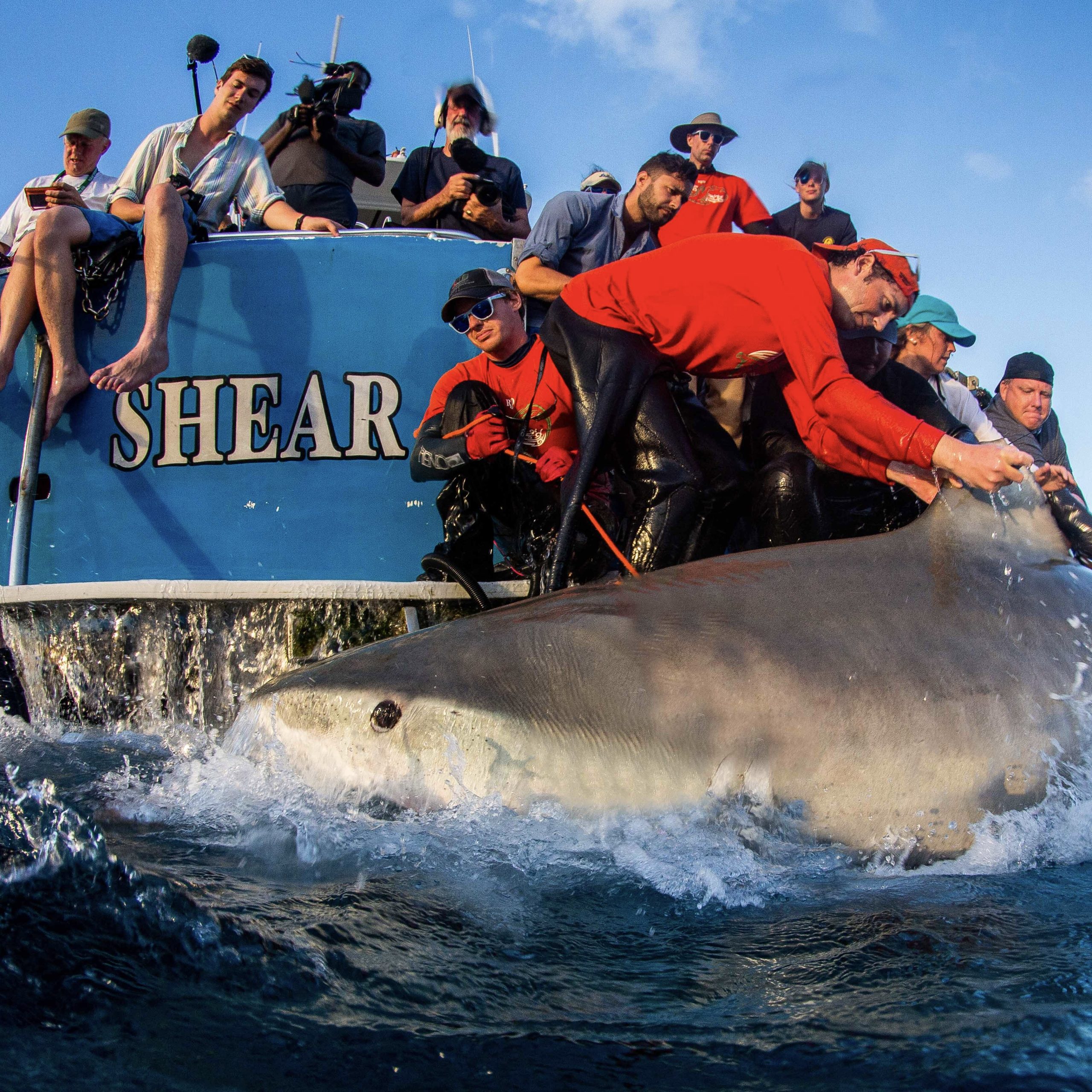 I am attaching a satellite tag to the fin of a tiger shark. PC: Jim Abernethy