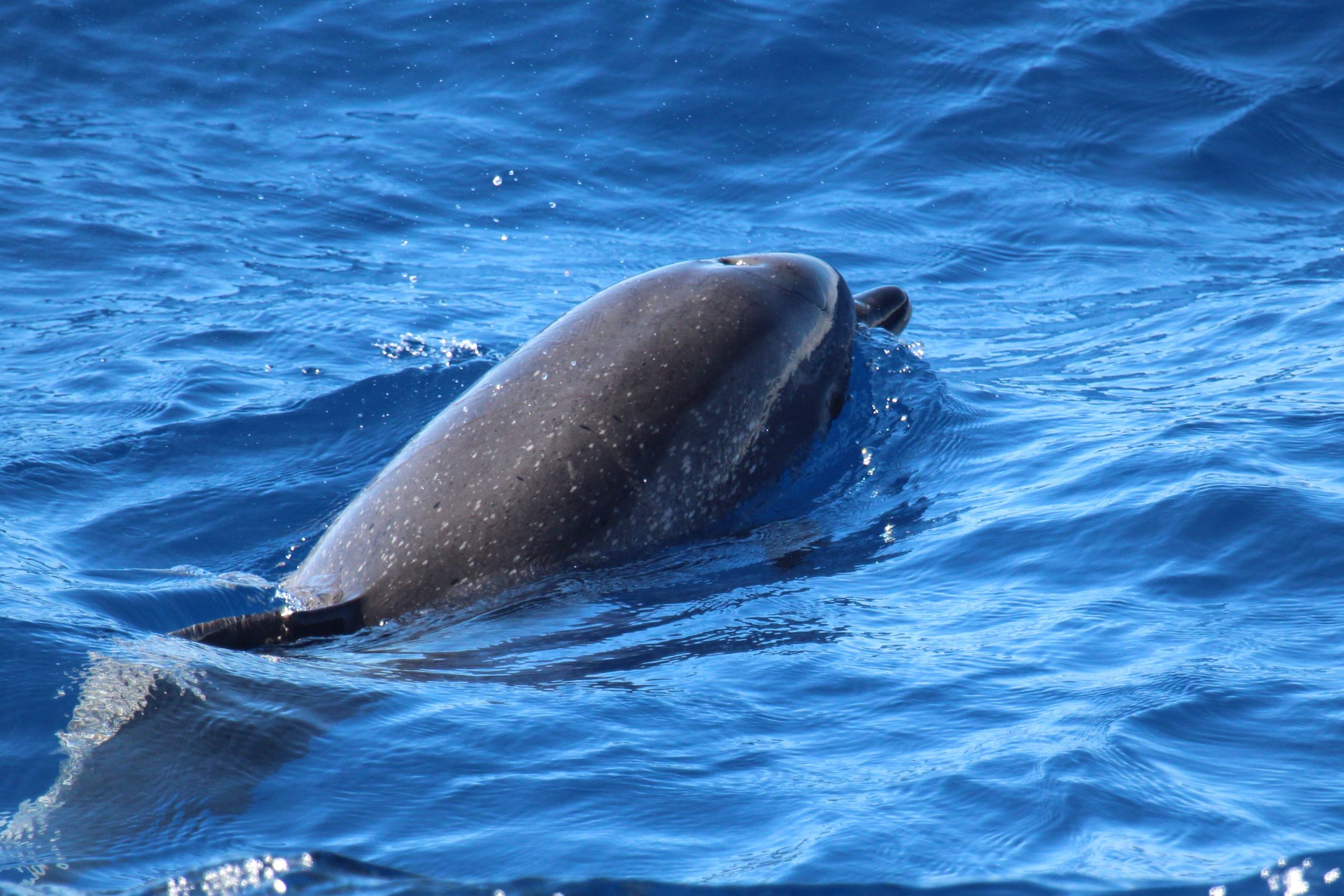 Atlantic Spotted Dolphin, #ANGARIDeepDive. PC: Alastair Rae