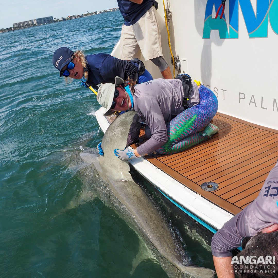 Nothing beats the pure joy of pulling in a 13ft great hammerhead shark! PC: Amanda Waite