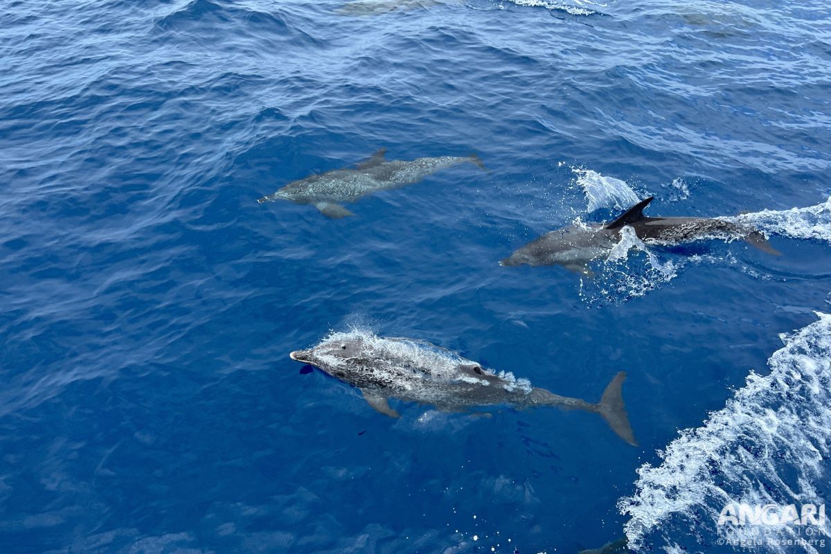Atlantic spotted dolphin #ANGARIDeepDive.