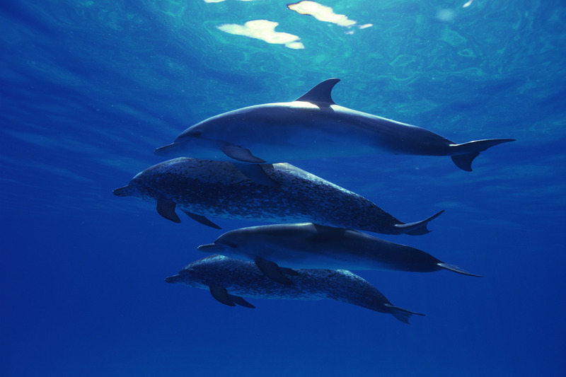 Atlantic spotted dolphins, #ANGARIDeepDive. PC: Comstock Images